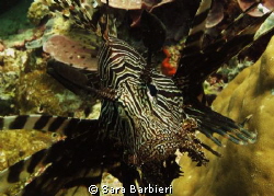Lion fish by Sara Barbieri 